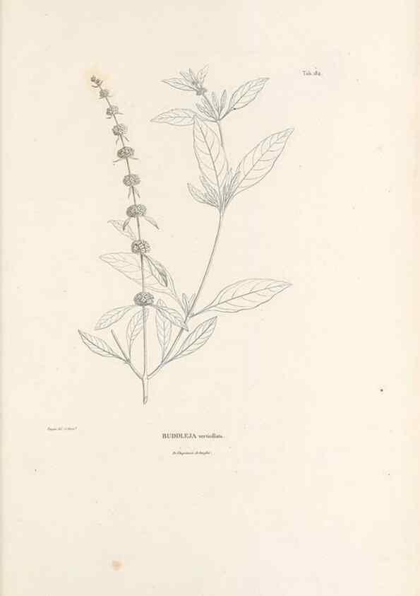 Reproducción/Reproduction 49521688167: Nova genera et species plantarum :. Antverpiae :Ex officina Christophori Plantini ...,1576.. 