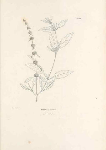 Reproducción/Reproduction 49521688167: Nova genera et species plantarum :. Antverpiae :Ex officina Christophori Plantini ...,1576.. 