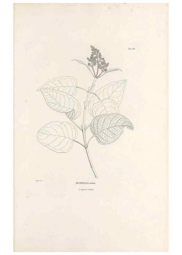 Reproducción/Reproduction 49520952473: Nova genera et species plantarum :. Antverpiae :Ex officina Christophori Plantini ...,1576.. 
