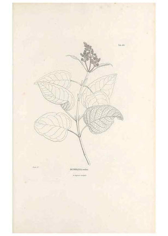 Reproducción/Reproduction 49520952473: Nova genera et species plantarum :. Antverpiae :Ex officina Christophori Plantini ...,1576.. 
