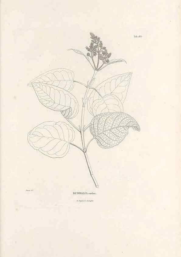 Reproducción/Reproduction 49520952473: Nova genera et species plantarum :. Antverpiae :Ex officina Christophori Plantini ...,1576.. 