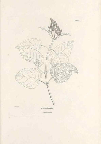 Reproducción/Reproduction 49520952473: Nova genera et species plantarum :. Antverpiae :Ex officina Christophori Plantini ...,1576.. 