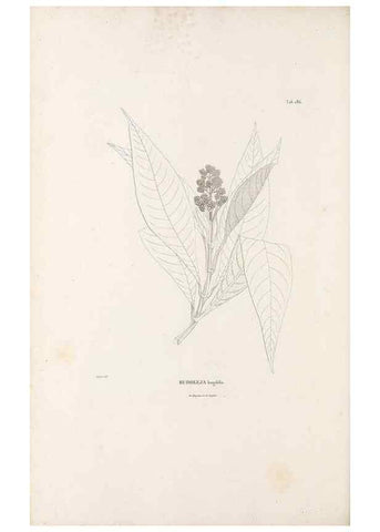 Reproducción/Reproduction 49521688687: Nova genera et species plantarum :. Antverpiae :Ex officina Christophori Plantini ...,1576.. 