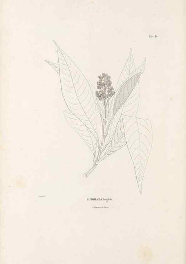 Reproducción/Reproduction 49521688687: Nova genera et species plantarum :. Antverpiae :Ex officina Christophori Plantini ...,1576.. 