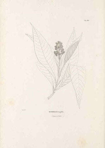 Reproducción/Reproduction 49521688687: Nova genera et species plantarum :. Antverpiae :Ex officina Christophori Plantini ...,1576.. 
