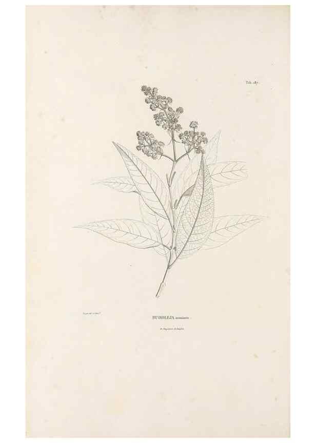 Reproducción/Reproduction 49521689027: Nova genera et species plantarum :. Antverpiae :Ex officina Christophori Plantini ...,1576.. 