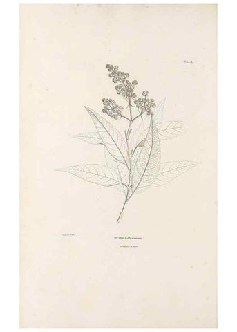 Reproducción/Reproduction 49521689027: Nova genera et species plantarum :. Antverpiae :Ex officina Christophori Plantini ...,1576.. 