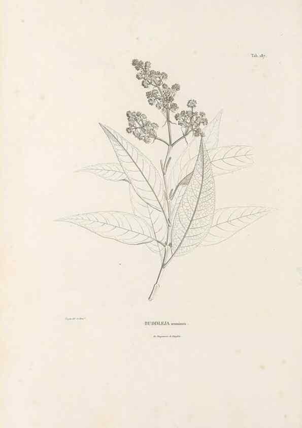 Reproducción/Reproduction 49521689027: Nova genera et species plantarum :. Antverpiae :Ex officina Christophori Plantini ...,1576.. 