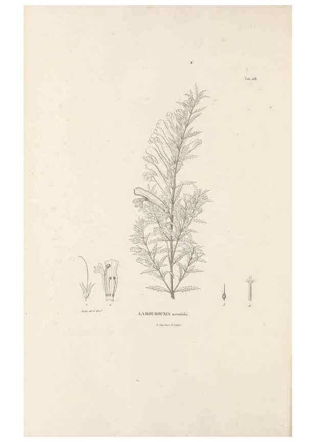 Reproducción/Reproduction 49520951288: Nova genera et species plantarum :. Antverpiae :Ex officina Christophori Plantini ...,1576.. 