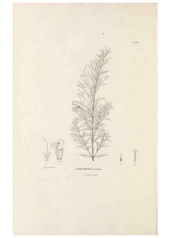Reproducción/Reproduction 49520951288: Nova genera et species plantarum :. Antverpiae :Ex officina Christophori Plantini ...,1576.. 