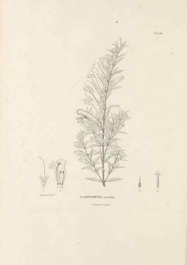 Reproducción/Reproduction 49520951288: Nova genera et species plantarum :. Antverpiae :Ex officina Christophori Plantini ...,1576.. 