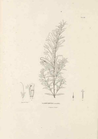 Reproducción/Reproduction 49520951288: Nova genera et species plantarum :. Antverpiae :Ex officina Christophori Plantini ...,1576.. 