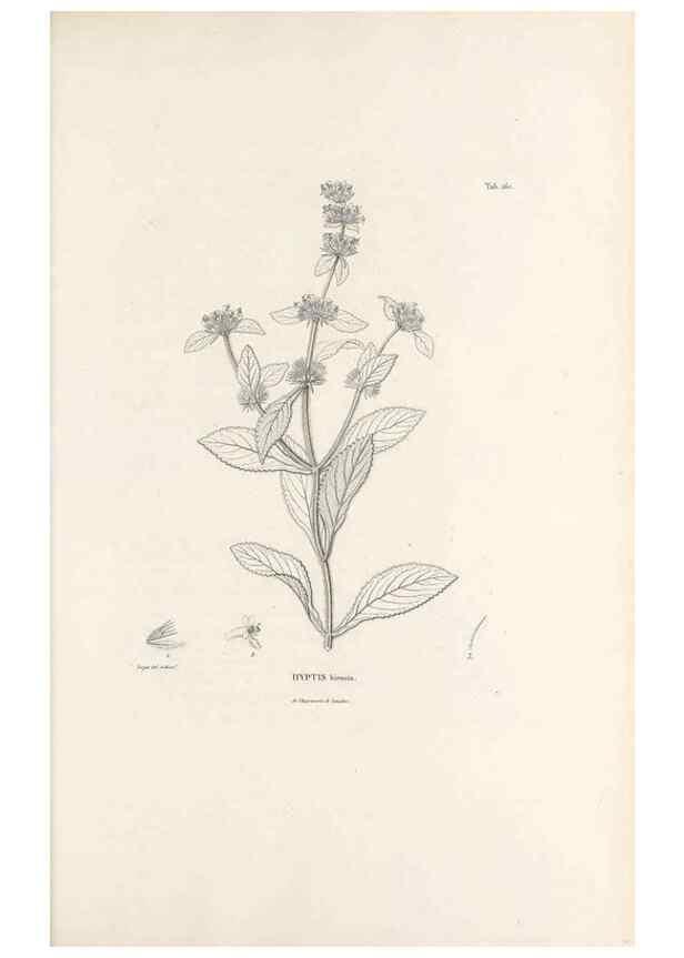 Reproducción/Reproduction 49521473906: Nova genera et species plantarum :. Antverpiae :Ex officina Christophori Plantini ...,1576.. 