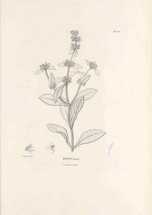 Reproducción/Reproduction 49521473906: Nova genera et species plantarum :. Antverpiae :Ex officina Christophori Plantini ...,1576.. 