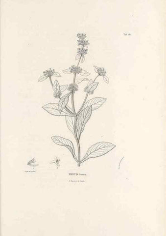 Reproducción/Reproduction 49521473906: Nova genera et species plantarum :. Antverpiae :Ex officina Christophori Plantini ...,1576.. 