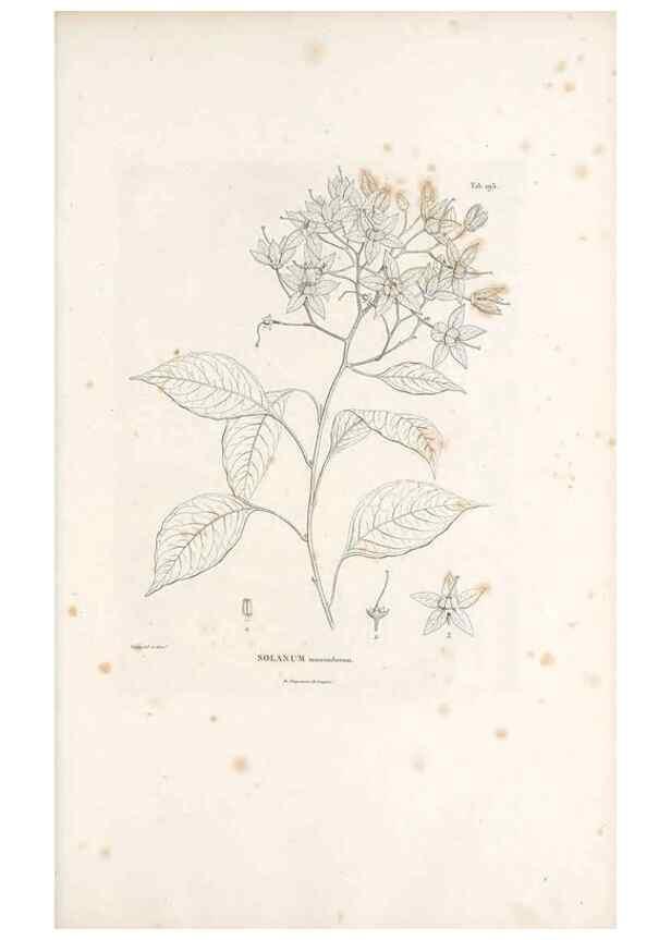 Reproducción/Reproduction 49521016003: Nova genera et species plantarum :. Antverpiae :Ex officina Christophori Plantini ...,1576.. 