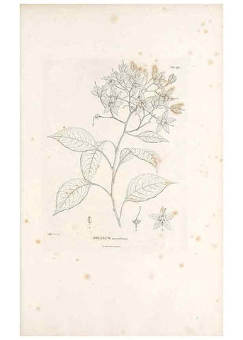 Reproducción/Reproduction 49521016003: Nova genera et species plantarum :. Antverpiae :Ex officina Christophori Plantini ...,1576.. 