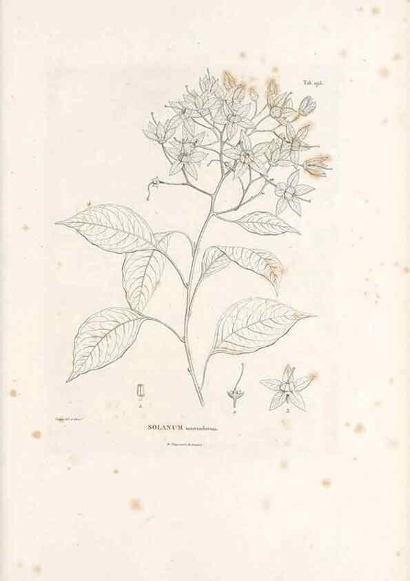 Reproducción/Reproduction 49521016003: Nova genera et species plantarum :. Antverpiae :Ex officina Christophori Plantini ...,1576.. 