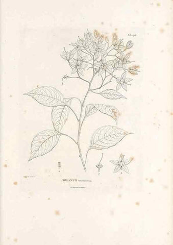 Reproducción/Reproduction 49521016003: Nova genera et species plantarum :. Antverpiae :Ex officina Christophori Plantini ...,1576.. 
