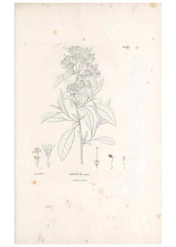 Reproducción/Reproduction 49521541026: Nova genera et species plantarum :. Antverpiae :Ex officina Christophori Plantini ...,1576.. 