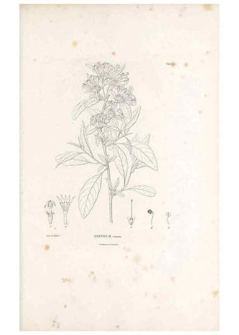 Reproducción/Reproduction 49521541026: Nova genera et species plantarum :. Antverpiae :Ex officina Christophori Plantini ...,1576.. 