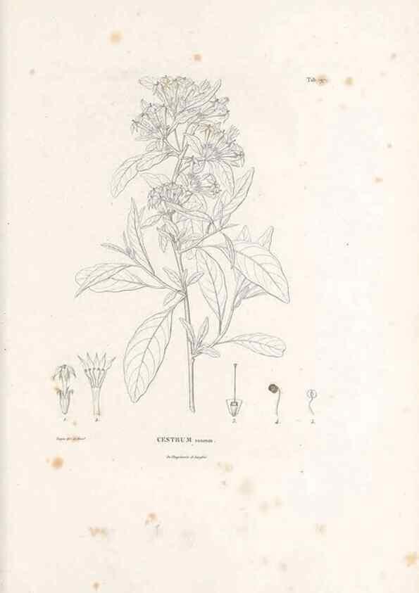 Reproducción/Reproduction 49521541026: Nova genera et species plantarum :. Antverpiae :Ex officina Christophori Plantini ...,1576.. 