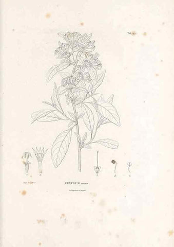 Reproducción/Reproduction 49521541026: Nova genera et species plantarum :. Antverpiae :Ex officina Christophori Plantini ...,1576.. 