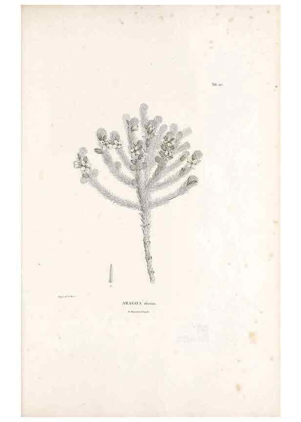Reproducción/Reproduction 49521023438: Nova genera et species plantarum :. Antverpiae :Ex officina Christophori Plantini ...,1576.. 