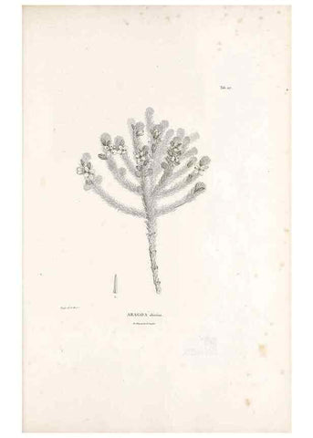 Reproducción/Reproduction 49521023438: Nova genera et species plantarum :. Antverpiae :Ex officina Christophori Plantini ...,1576.. 