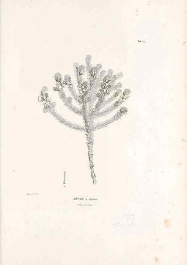 Reproducción/Reproduction 49521023438: Nova genera et species plantarum :. Antverpiae :Ex officina Christophori Plantini ...,1576.. 
