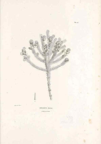 Reproducción/Reproduction 49521023438: Nova genera et species plantarum :. Antverpiae :Ex officina Christophori Plantini ...,1576.. 