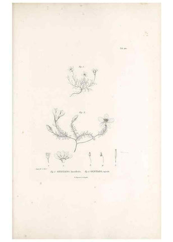Reproducción/Reproduction 49521758912: Nova genera et species plantarum :. Antverpiae :Ex officina Christophori Plantini ...,1576.. 