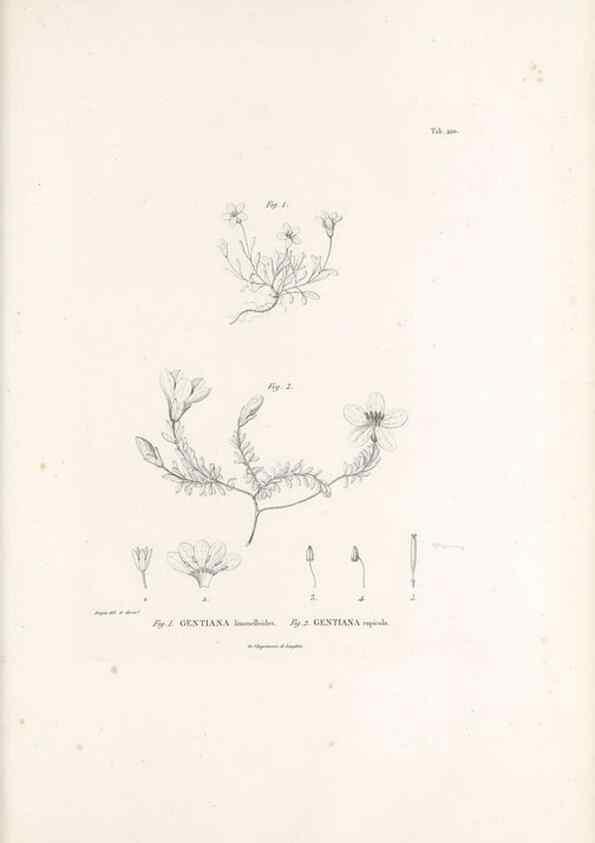 Reproducción/Reproduction 49521758912: Nova genera et species plantarum :. Antverpiae :Ex officina Christophori Plantini ...,1576.. 