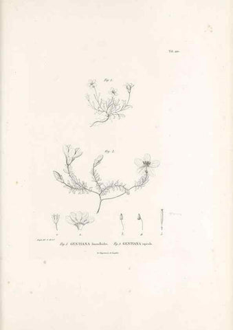 Reproducción/Reproduction 49521758912: Nova genera et species plantarum :. Antverpiae :Ex officina Christophori Plantini ...,1576.. 