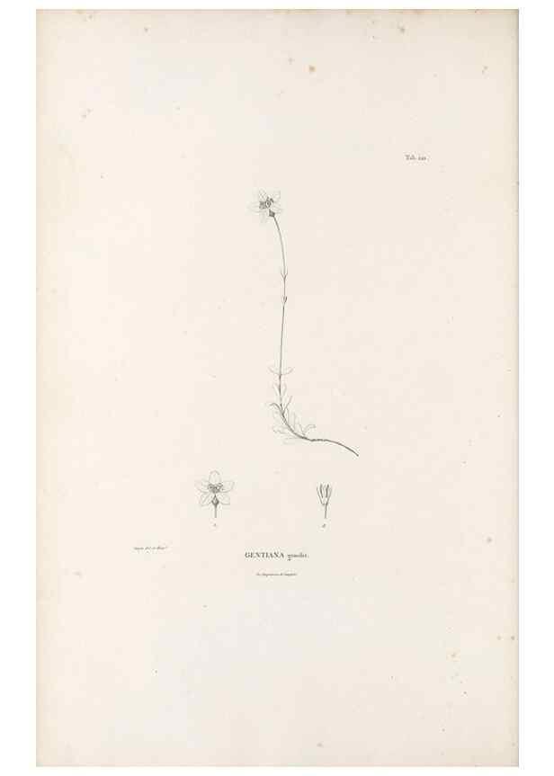 Reproducción/Reproduction 49521548626: Nova genera et species plantarum :. Antverpiae :Ex officina Christophori Plantini ...,1576.. 