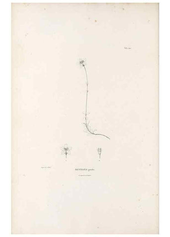 Reproducción/Reproduction 49521548626: Nova genera et species plantarum :. Antverpiae :Ex officina Christophori Plantini ...,1576.. 
