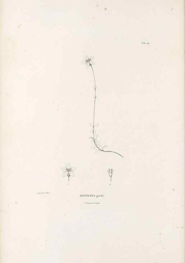 Reproducción/Reproduction 49521548626: Nova genera et species plantarum :. Antverpiae :Ex officina Christophori Plantini ...,1576.. 