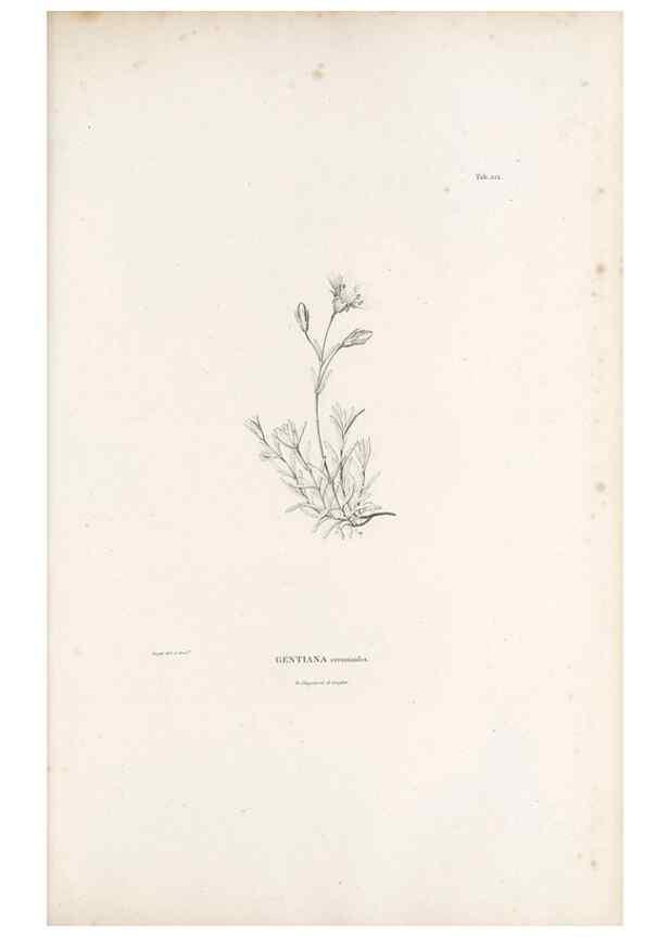 Reproducción/Reproduction 49521024363: Nova genera et species plantarum :. Antverpiae :Ex officina Christophori Plantini ...,1576.. 