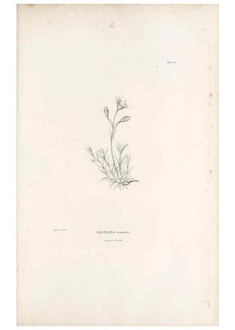 Reproducción/Reproduction 49521024363: Nova genera et species plantarum :. Antverpiae :Ex officina Christophori Plantini ...,1576.. 
