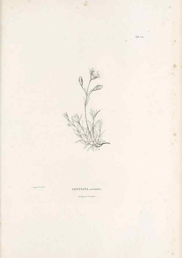 Reproducción/Reproduction 49521024363: Nova genera et species plantarum :. Antverpiae :Ex officina Christophori Plantini ...,1576.. 