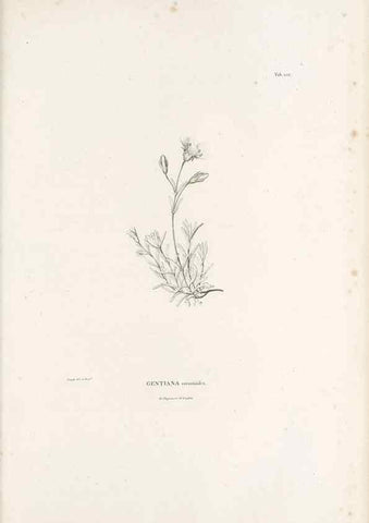 Reproducción/Reproduction 49521024363: Nova genera et species plantarum :. Antverpiae :Ex officina Christophori Plantini ...,1576.. 