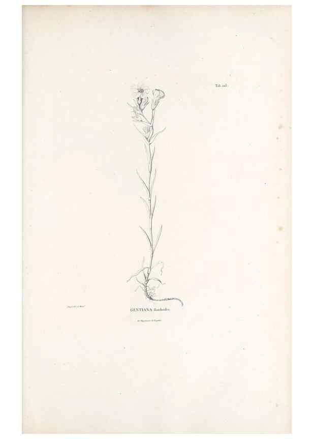 Reproducción/Reproduction 49521759822: Nova genera et species plantarum :. Antverpiae :Ex officina Christophori Plantini ...,1576.. 