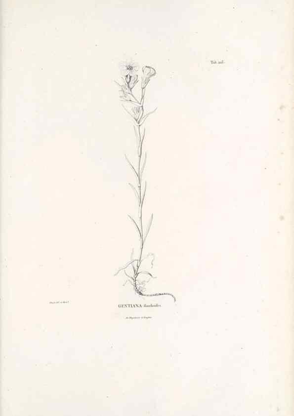 Reproducción/Reproduction 49521759822: Nova genera et species plantarum :. Antverpiae :Ex officina Christophori Plantini ...,1576.. 