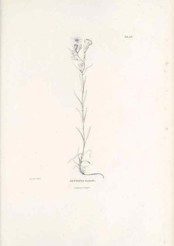 Reproducción/Reproduction 49521759822: Nova genera et species plantarum :. Antverpiae :Ex officina Christophori Plantini ...,1576.. 