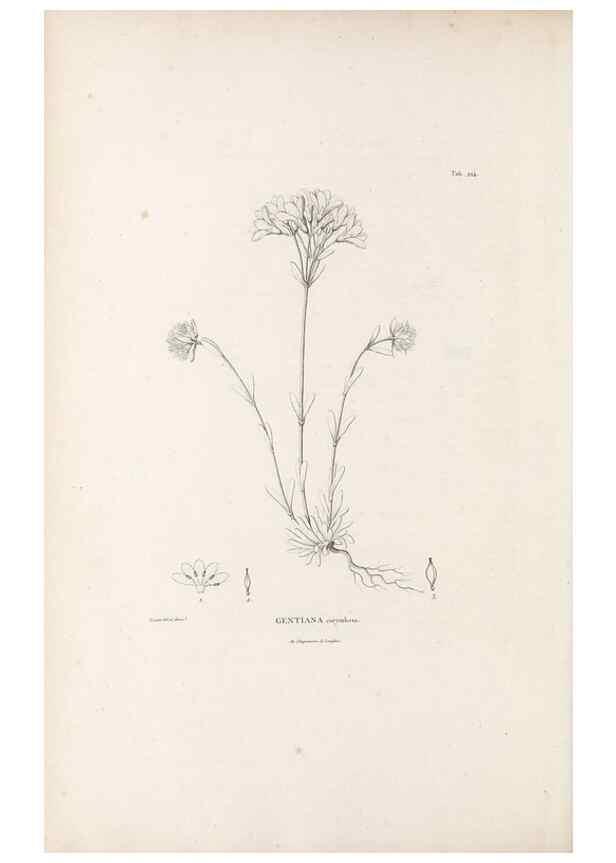 Reproducción/Reproduction 49521760042: Nova genera et species plantarum :. Antverpiae :Ex officina Christophori Plantini ...,1576.. 