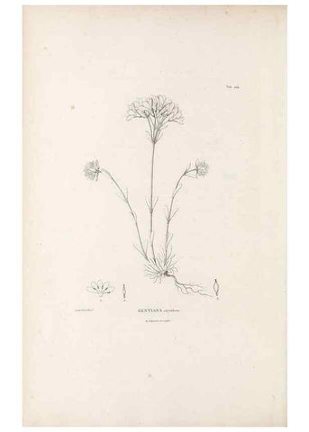 Reproducción/Reproduction 49521760042: Nova genera et species plantarum :. Antverpiae :Ex officina Christophori Plantini ...,1576.. 