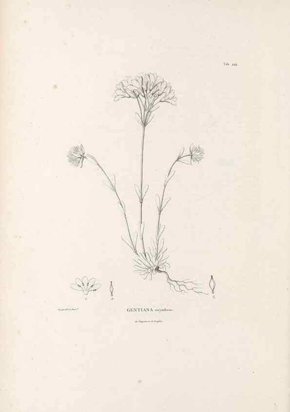 Reproducción/Reproduction 49521760042: Nova genera et species plantarum :. Antverpiae :Ex officina Christophori Plantini ...,1576.. 