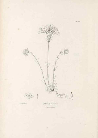 Reproducción/Reproduction 49521760042: Nova genera et species plantarum :. Antverpiae :Ex officina Christophori Plantini ...,1576.. 