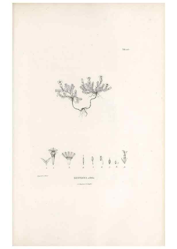 Reproducción/Reproduction 49521025228: Nova genera et species plantarum :. Antverpiae :Ex officina Christophori Plantini ...,1576.. 