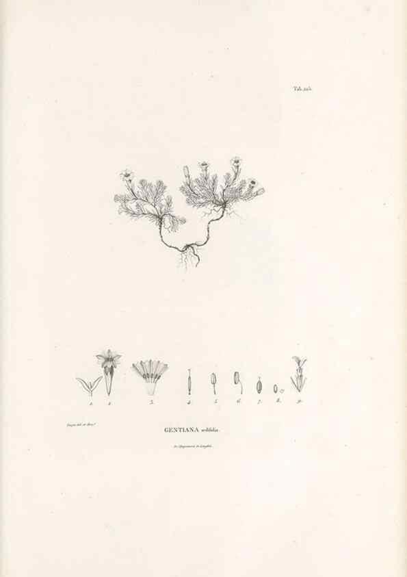 Reproducción/Reproduction 49521025228: Nova genera et species plantarum :. Antverpiae :Ex officina Christophori Plantini ...,1576.. 